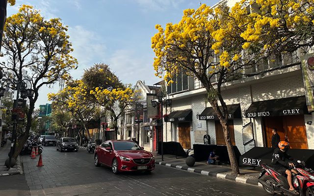 Braga Tabebuya